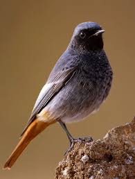Kara Kizil Kuyruk By Murat Acuner On 500px Heimische Vogel Vogel Im Garten Tiere