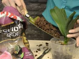 Dank steigender temperaturen und hellerer lichtverhältnisse bilden sich wurzeln und triebe dann schneller aus. Orchideen Umtopfen Liebe Deinen Garten