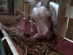 We did not find results for: Solusi Kambing Tidak Mau Makan Pakan Fermentasi Soc Hcs