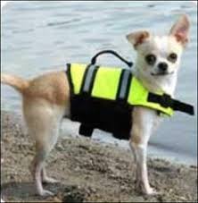 The Paws Aboard Dog Life Jacket