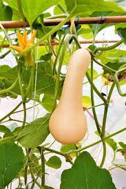 However, you can expect to get a couple of squash per plant so you don't need to plant too many. The Complete Guide To Growing Winter Squash Gardener S Path