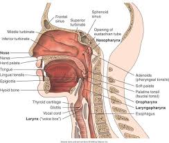 The muscles of the neck run from the base of the skull to the upper back and work together to bend the head and. The Respiratory System Of The Head And Neck Structure Of The Respiratory System Of The Head And Neck Anatomy Medicine Com