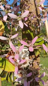 Image result for Congea