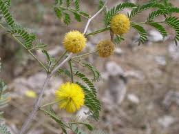 Image result for Acacia farnesiana