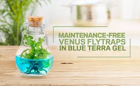 I've done a lot of research before buying mature. Amazon Com Venus Fly Trap B52 Mericlone Maintenance Free 100 Growth Guarantee Garden Outdoor