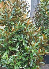 Alta Southern Magnolia Monrovia Plants Southern Magnolia Garden Inspiration