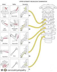7 vertèbres cervicales, 12 dorsales, 5 lombaires, 5 sacrées soudées ou sacrum, et 3 à 5 coccygiennes soudées ou coccyx. 20 Inspirierende Shabby Chic Kuchenideen Neurowissenschaften Anatomie Und Physiologie Medizinische Anatomie