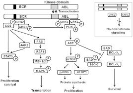 Program bcr bcr informează publicul că unităţile sale teritoriale retail şi centrele de afaceri corporate. Pf 114 A Novel Selective Inhibitor Of Bcr Abl Tyrosine Kinase Is A Potent Inducer Of Apoptosis In Chronic Myelogenous Leukemia Cells