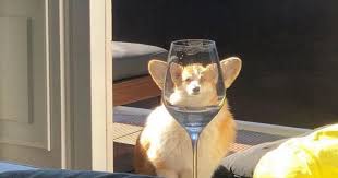 People Are Sharing Hilarious Distorted Pictures Of Animals Through Glasses 20 Pics Bored Panda Red wine served in a stemmed glass.