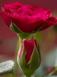 Pin By Brigitte Spahn On Guller In 2020 Flowers Rose Flower Beautiful Roses