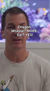 Dragon Wrasse? NOPE. Eel? YES!, #Eel #MarineLife #FishOfInstagram #FishTank 