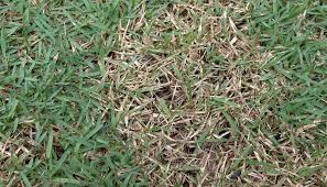 Check spelling or type a new query. Lawn Disease Control Sod University Sod Solutions