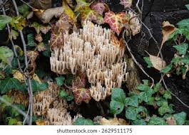 Image result for Ramaria stricta
