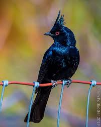 Birds Of The Southwest Desert Pin On Beautiful Birds