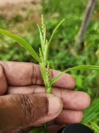 Image result for Hackelochloa granularis