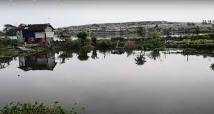 For your safety, please don't attempt to trim a tree yourself. Waiting For Next Outbreak Fish Farms Across India Found Highly Contaminated And Full Of Waste