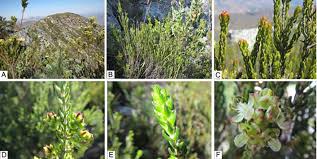 Image result for Passerina montana