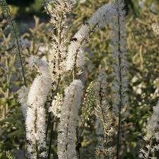Silberkerze Anmutige Schonheit Pflanzen Weisse Blumen Kerzen