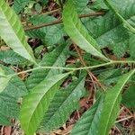 Image result for Tetracera alnifolia