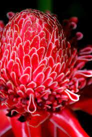 Spices Unearthed Torch Ginger Flower Bunga Kantan Season With Spice
