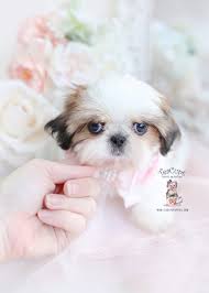 Shih tzu puppies are classified in the toy group in most countries, with a height of eight to 11 inches and weight of nine to 16 pounds (four to seven kilograms). Imperial Shih Tzu Puppies For Sale By Teacups Puppies Boutique Teacup Puppies Boutique