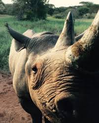 Prince Harry shocked over rhinos killed by poachers at Kruger National Park  | Daily Mail Online