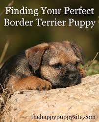Border Terrier Dog Breed Information Center The Border