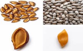 Image result for Canarium schweinfurthii