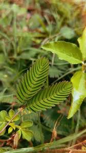 Image result for Fabaceae subfamily Mimosoideae
