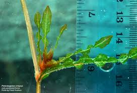 Image result for Potamogeton crispus