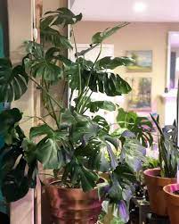 Yet too much shade isn't good either. I M Astonished How Dramatically Our Monstera S Leaves Have Tilted Each Time We Ve Moved Our Grow Light The Leaves Faced Toward Us When The