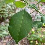 Image result for Clutia pulchella