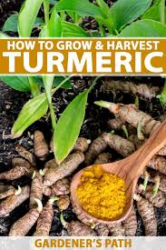Water tumeric {curcuma longa} is propagated by root or rhizome cuttings and is easy to grow indoors and out! How To Plant And Grow Turmeric Gardener S Path
