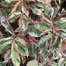 Image result for Excoecaria