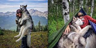 kelly ve kurt kopegi loki nin sevgi dolu seyahati tum insanliga ilham oluyor loki evcil hayvanlar cok sirin hayvanlar