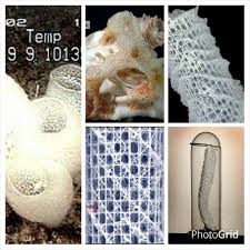 The Venus S Flower Basket Or Euplectella Aspergillum Is A Hexactinellid Sponge In The Phylum Porif Traditional Asian Wedding Gifts Chocolate Muddy Buddies