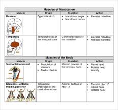 L what is the longest muscle in the body? Free 7 Sample Muscle Chart Templates In Pdf