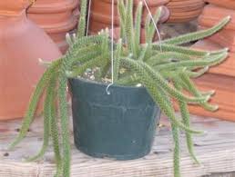You do not need to fertilize. Rat Tail Cactus Aporocactus Flageliformis Rat Tail Cactus Cactus Succulents Garden