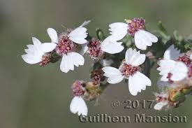 Image result for Eriocephalus racemosus