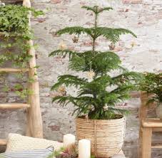 The norfolk island pine hails from norfolk island, a small island in the pacific ocean between new zealand and new caledonia. How To Keep A Live Tabletop Christmas Tree Green All Year Well Good