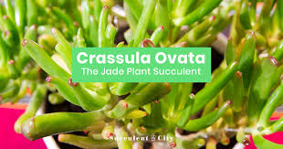 Check spelling or type a new query. Crassula Ovata The Jade Plant Succulent