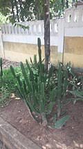 Image result for Euphorbia neopolycnemoides