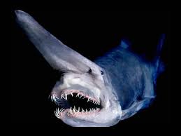 Ils sont situés à 5 km de profondeur, dans la fosse océanique des caïmans, et leur température pourrait dépasser 450°c: 10 Animaux Effrayants Vivants Dans Les Fonds Marins