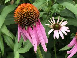 Organic Echinacea Purple Coneflower Perennial Medicinal Edible Etsy Garden Border Plants Echinacea Edible Flowers