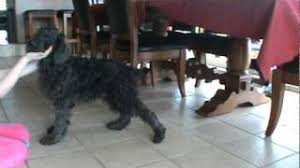 Pierce schnoodles is a leading dog breeder of mini and giant schnoodle puppies near raleigh, nc. Giant Schnauzer Poodle Mix Giant Schnoodle Puppies For Sale Youtube