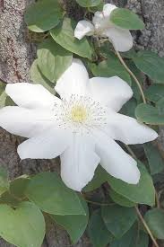 Pruning requirements pruning clematis can seem a most daunting exercise, but it does not have to be so. Clematis Pruning Depends On Type Home Garden Qctimes Com