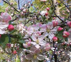 Are any berries poisonous to dogs? Soft Mast Trees Crabapple Pear Protection From Wildlife Mossy Oak