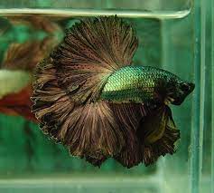 copper gold feathertail betta fish i want one like this to put into my candy dispenser fish bowl he is gorgeous ส ตว สวยงาม ปลาก ด ปลา หางนกย ง