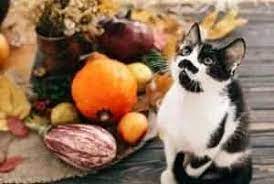 Maybe you would like to learn more about one of these? Can Cats Eat Eggplant Toxic Foods To Avoid Faqcats Com
