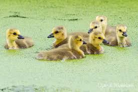 Cela permet des choses telles que Bernache Du Canada Branta Canadensis Oie Sauvage Invasive